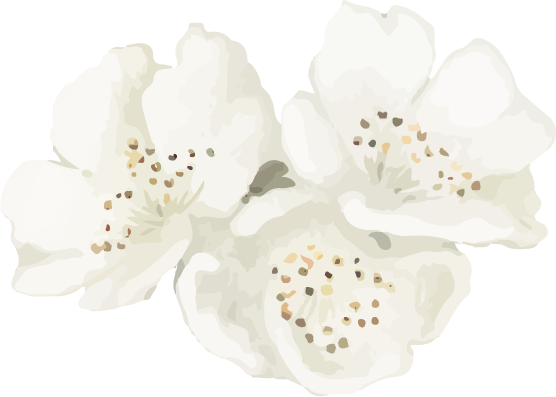 Watercolor White Flowers 