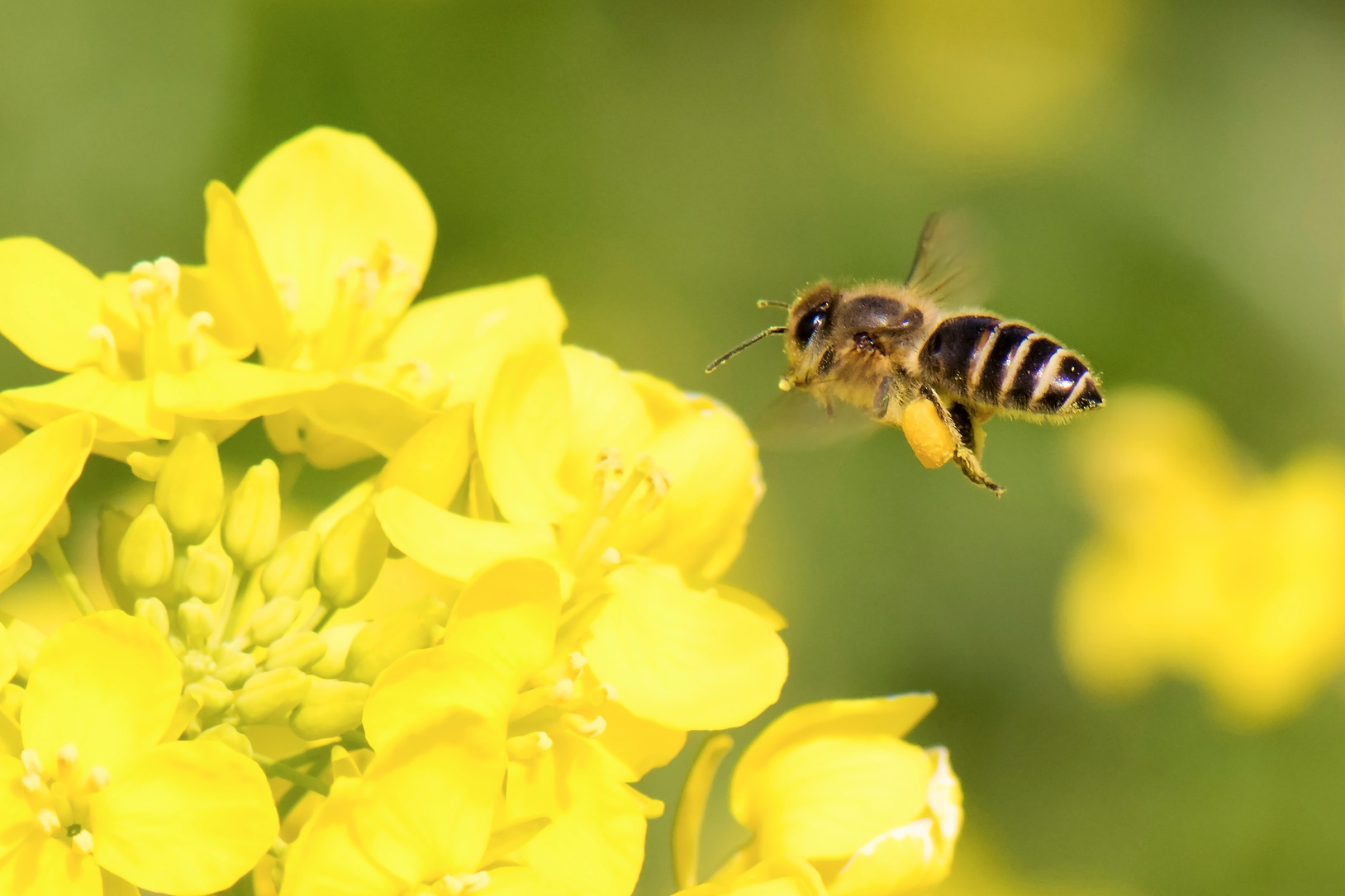 Honeybee flying